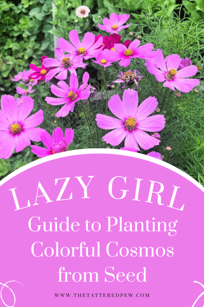 Lazy Girl Guide to growing colorful Cosmos!