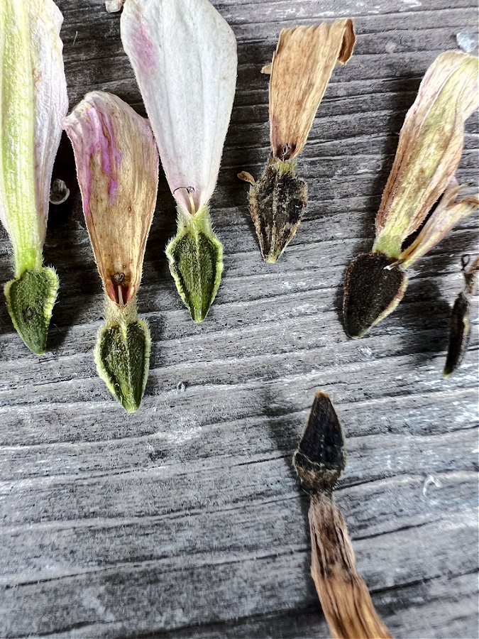 Mature zinnia seeds