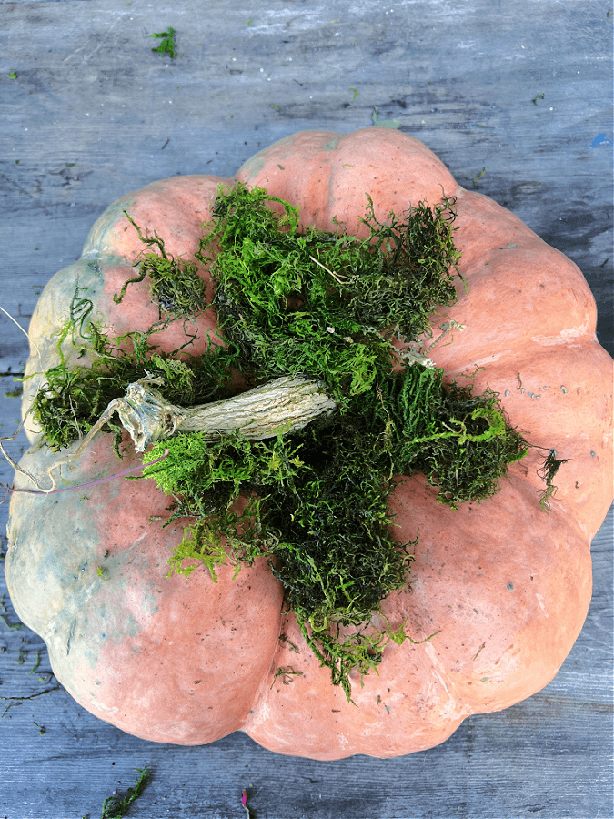 moss on pumpkin