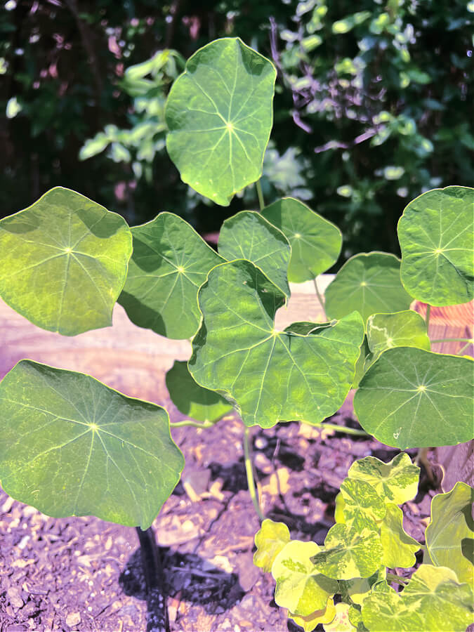 Nasturtium