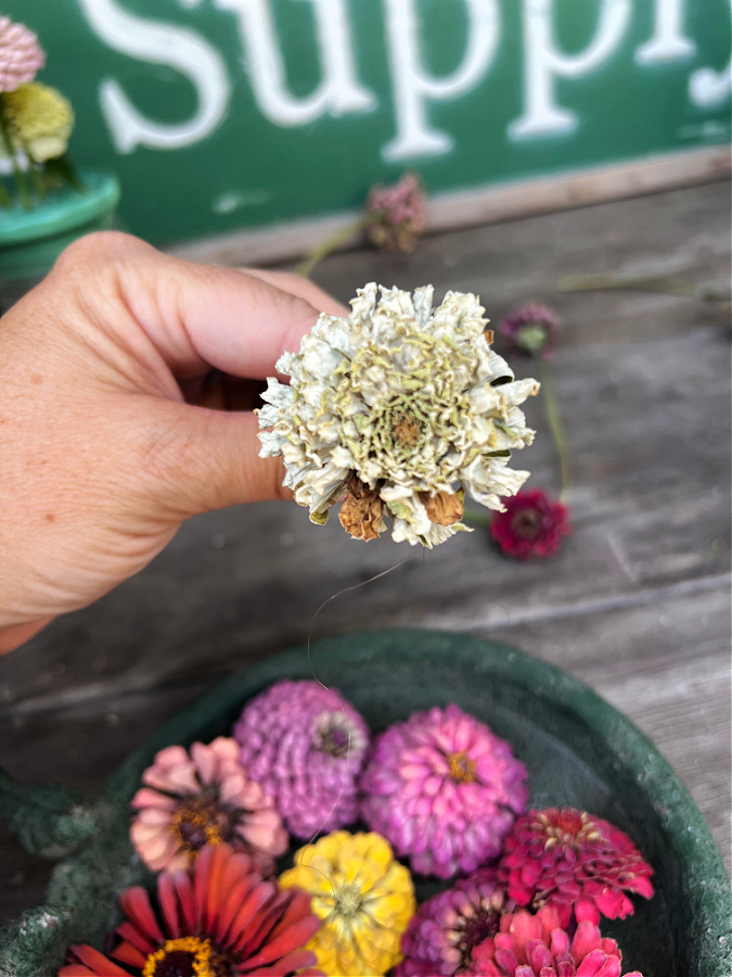 naturally dried flower vs silica dried