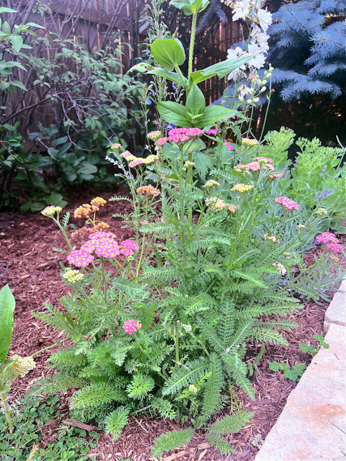 pink yarrow in garden