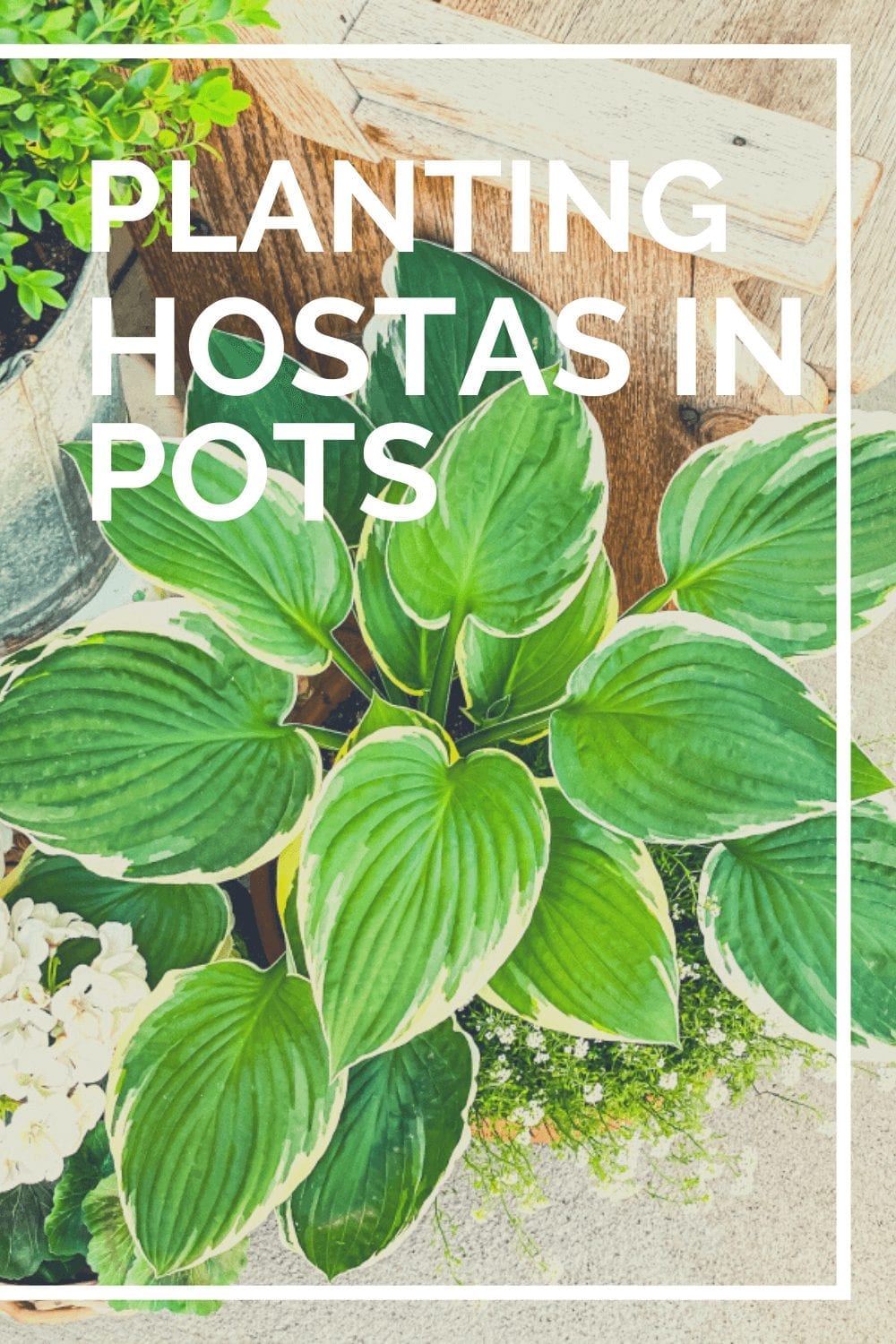 Tips and Tricks for Planting Hostas In Pots » The Tattered Pew