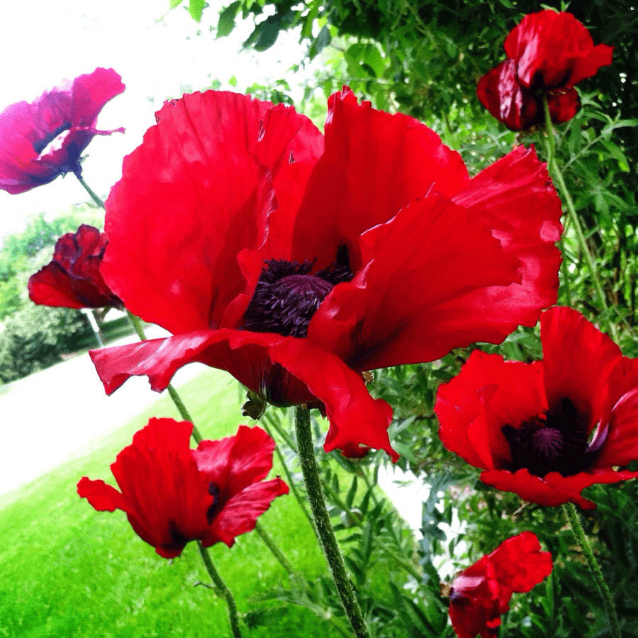 Georgia's red poppies