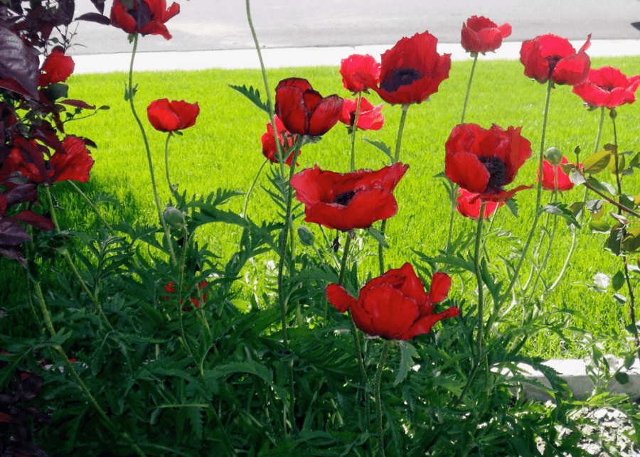 My mother in-laws poppies