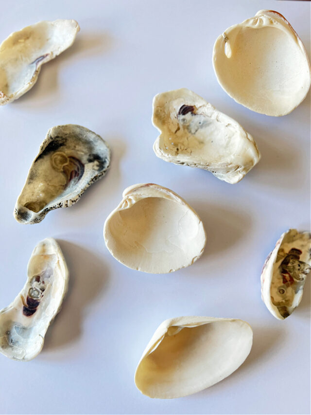 How to Mod Podge Sea Shells for Decor » Grow Beauty With Ease