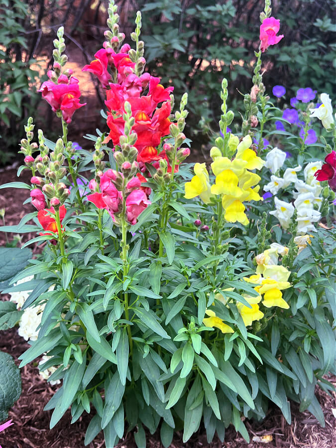 snapdragons