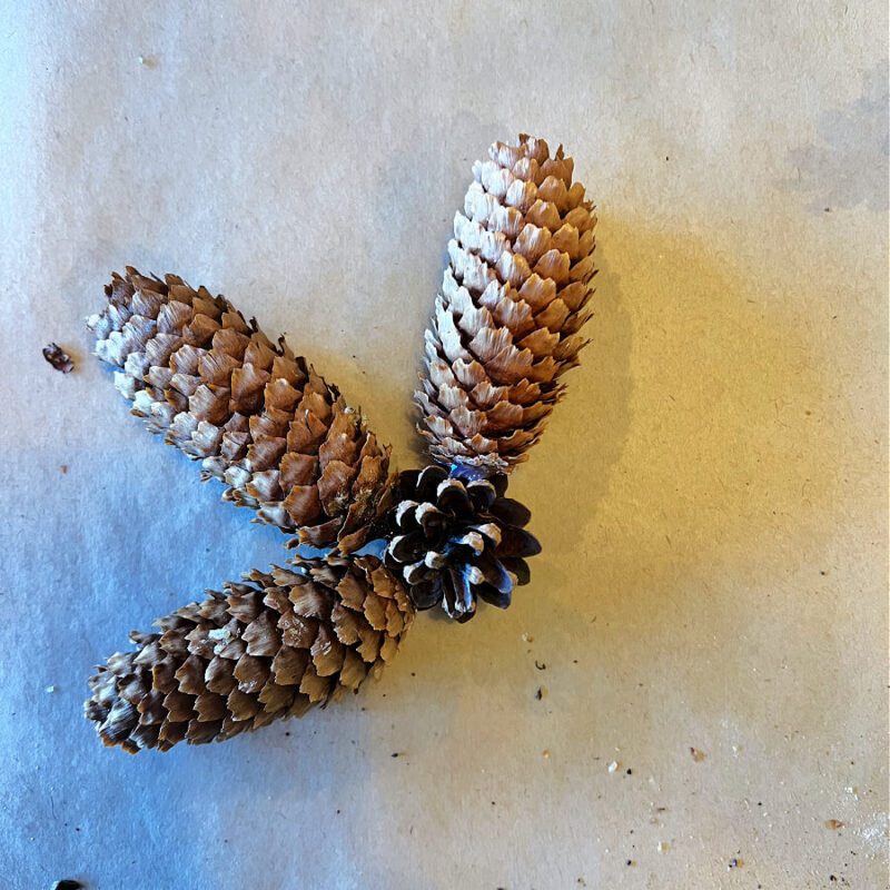 Simple DIY Star Shaped Pinecone Ornaments » Grow Beauty With Ease