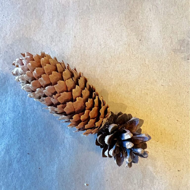 Simple DIY Star Shaped Pinecone Ornaments » Grow Beauty With Ease