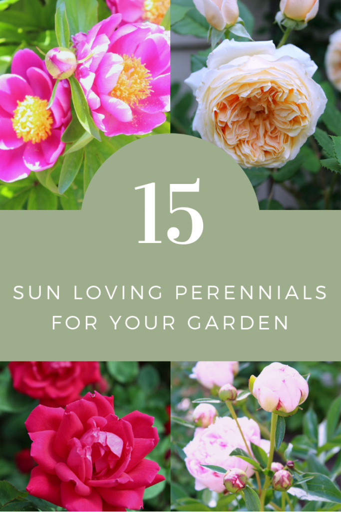 15 Sun loving perennials for your garden.