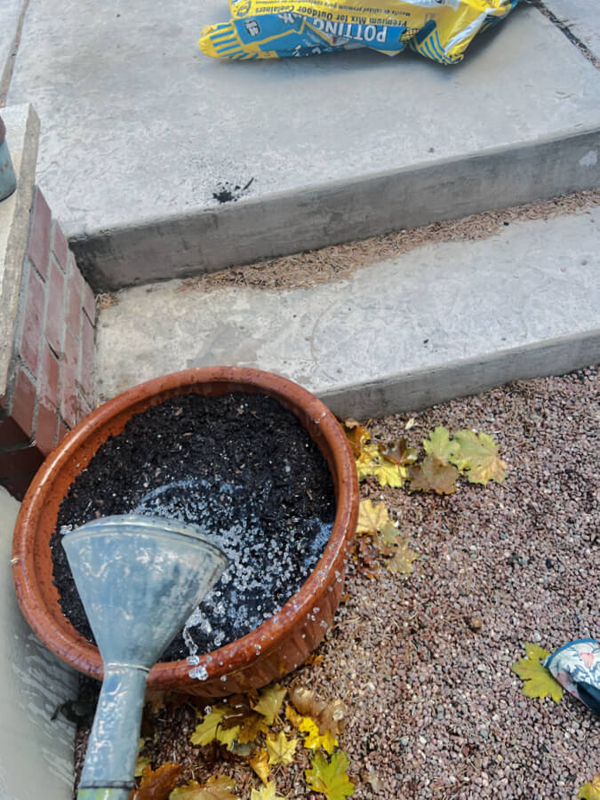 watering pots full of bulbs