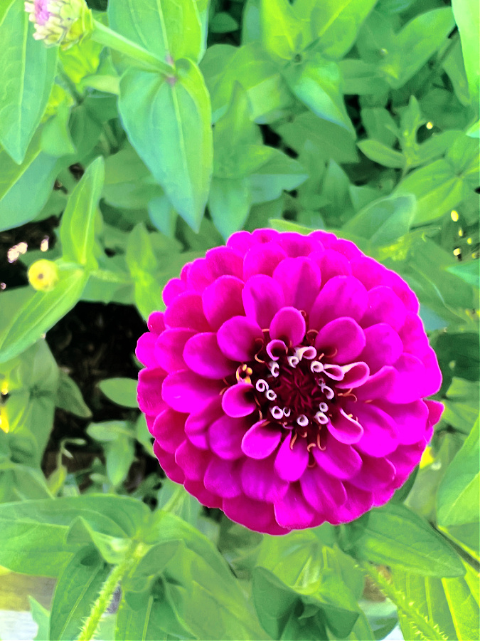 purple zinnia where can I plant zinnias and when?