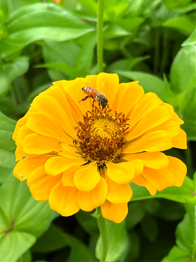 Yellow zinnia, what zones can you frow them in?