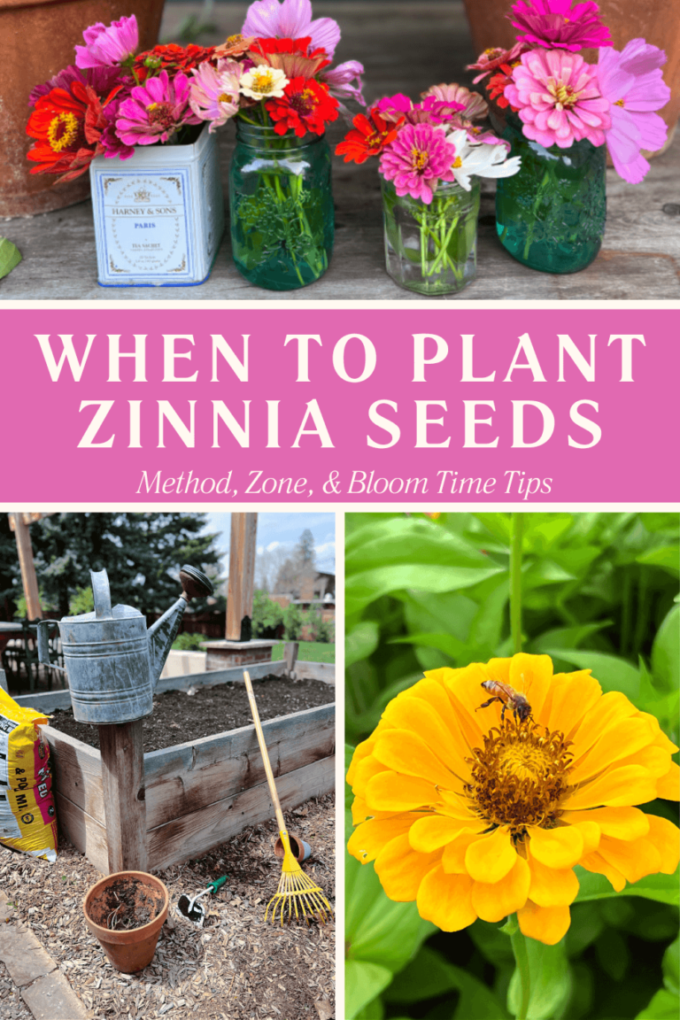 When to Plant Zinnia Seeds