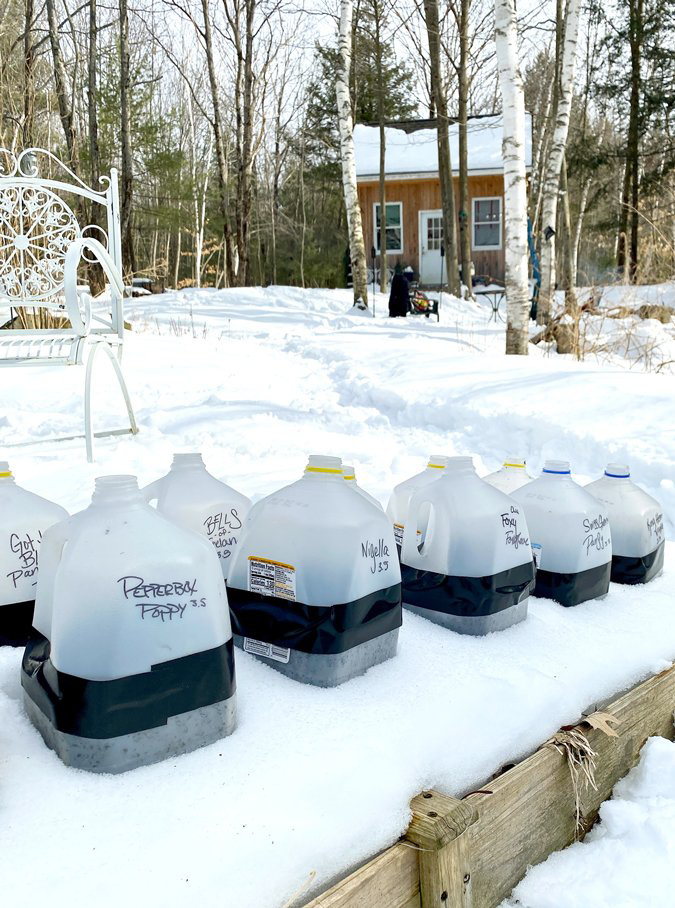 winter sowing in jugs from Finch and Folly