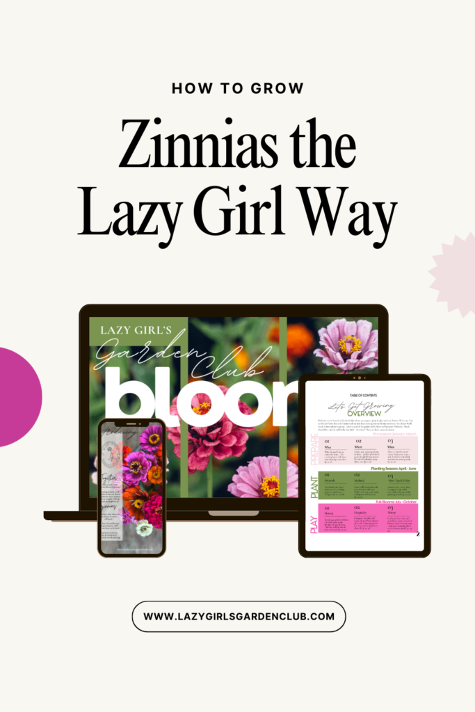 Grow Zinnias the Lazy Girl Way