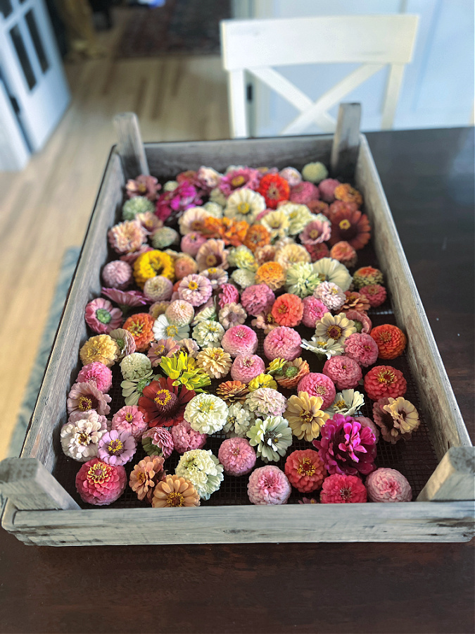 zinnia flower heads drying on tray