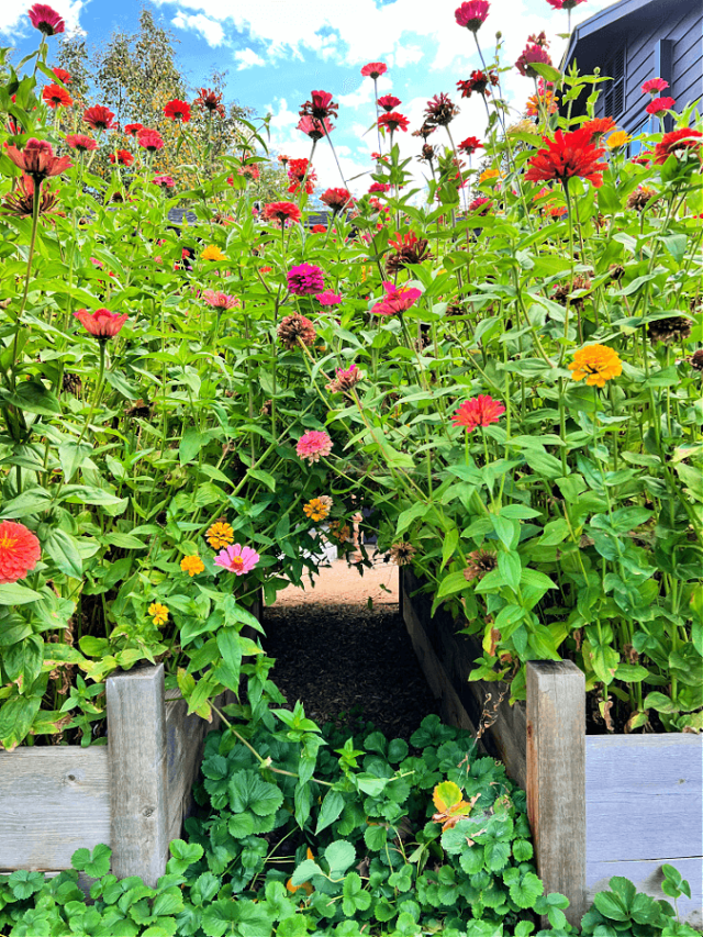 How To Make Zinnias Bloom More A Beginners Guide To Pinching