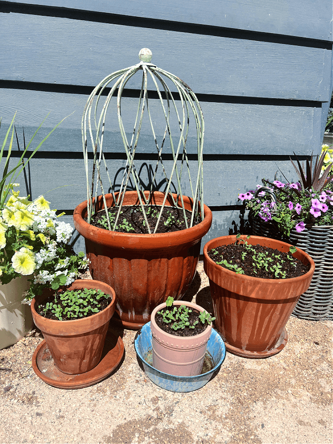 zinnias in pots and nasturtium too
