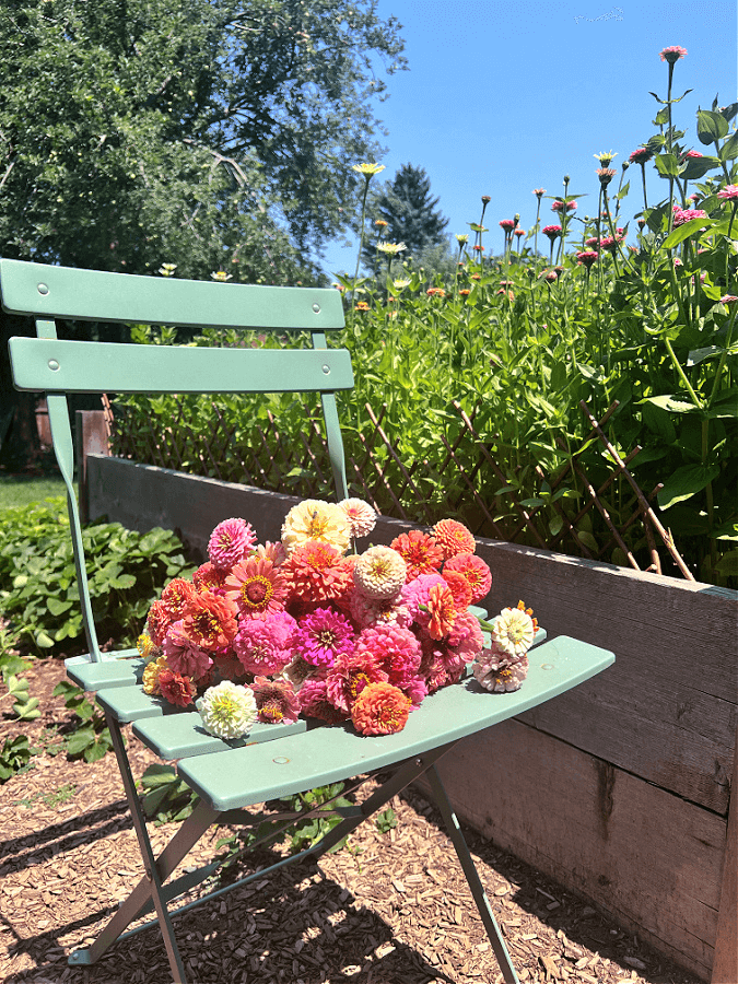 What Zones Can You Grow Zinnias In? Tips for Healthy Flowers