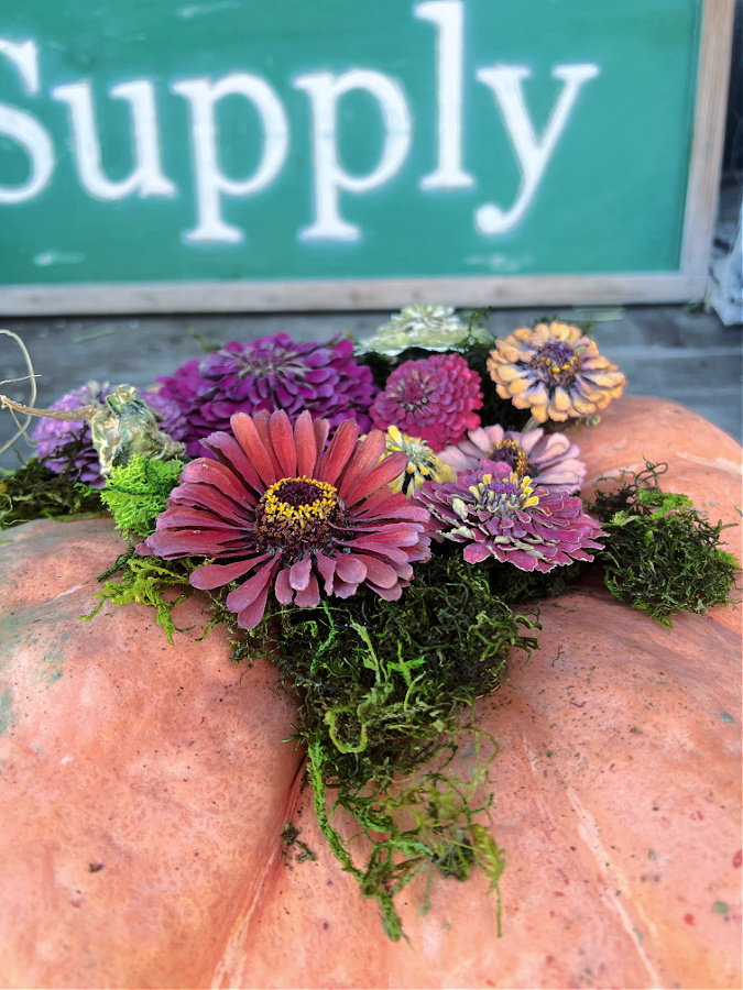 zinnias and moss on orange pumpkin